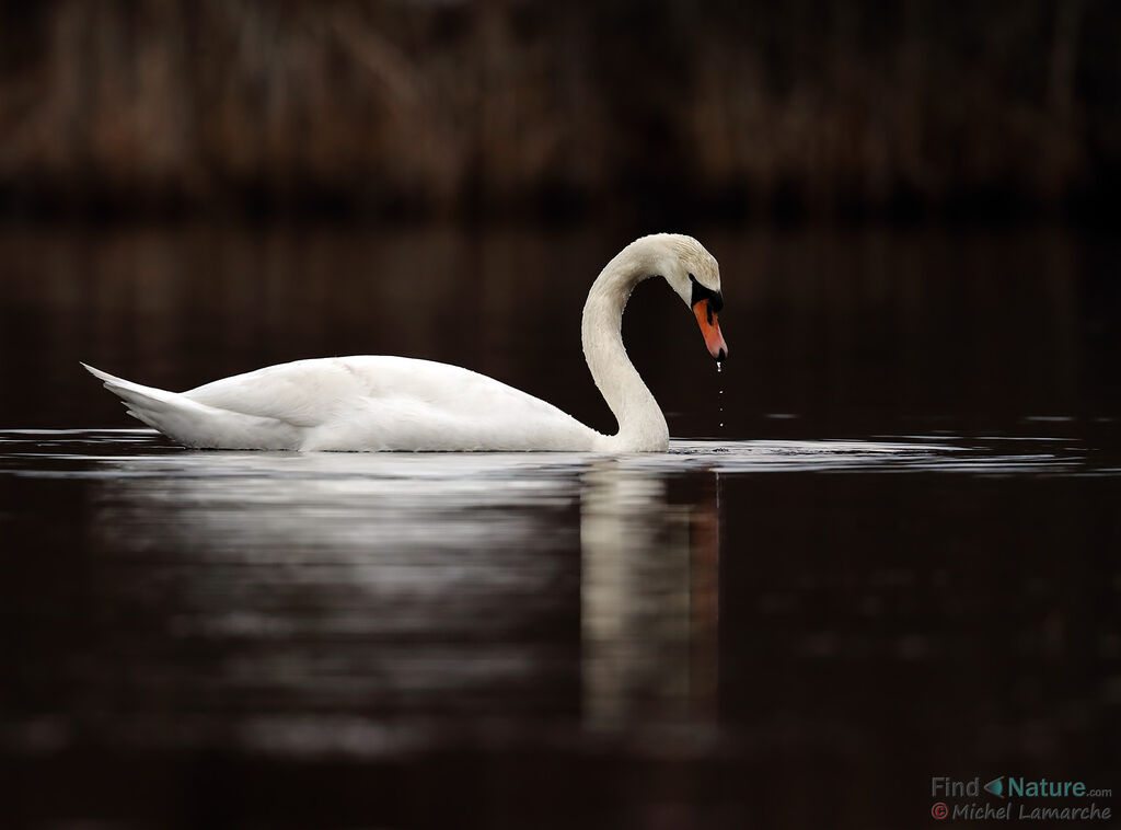 Cygne tuberculé