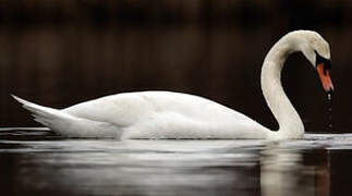 Mute Swan