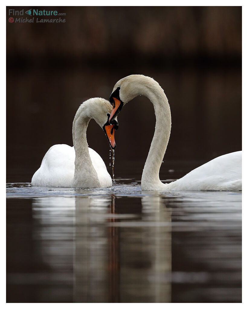 Cygne tuberculé