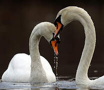 Mute Swan