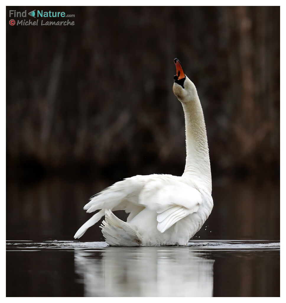 Cygne tuberculé