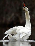 Mute Swan