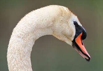 Cygne tuberculé