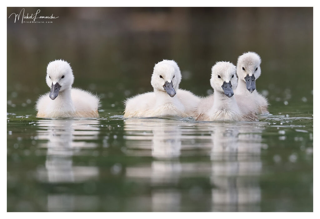 Cygne tuberculéPoussin