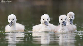 Cygne tuberculé