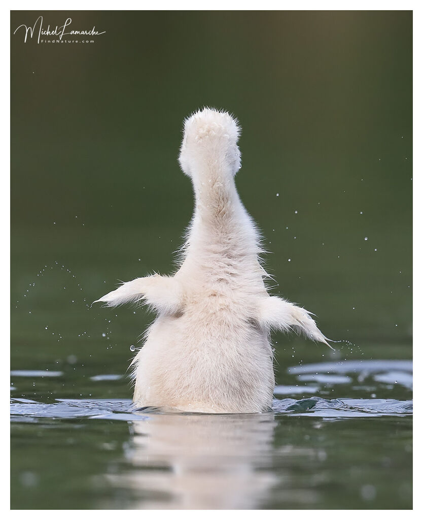 Cygne tuberculéPoussin