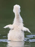 Mute Swan