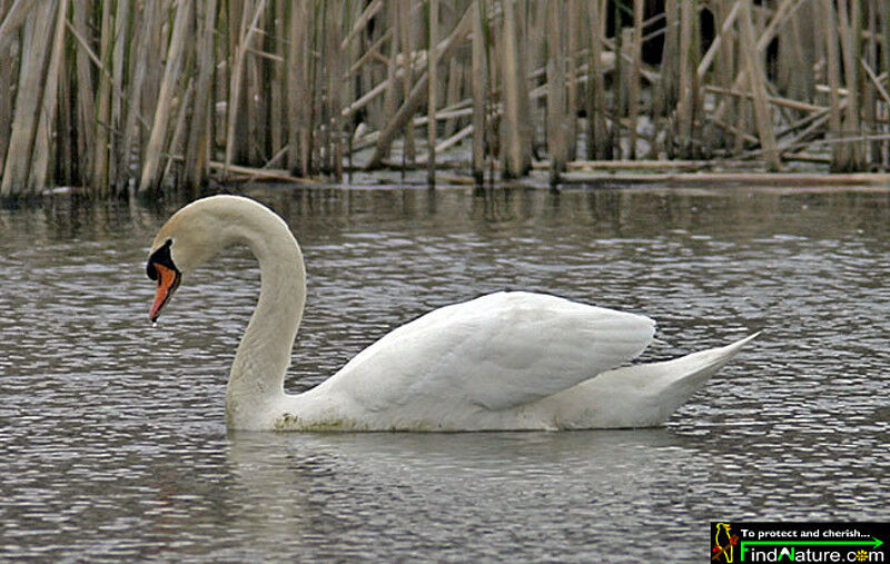 Cygne tuberculé