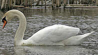 Cygne tuberculé