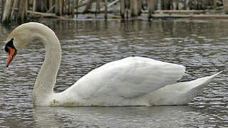 Cygne tuberculé