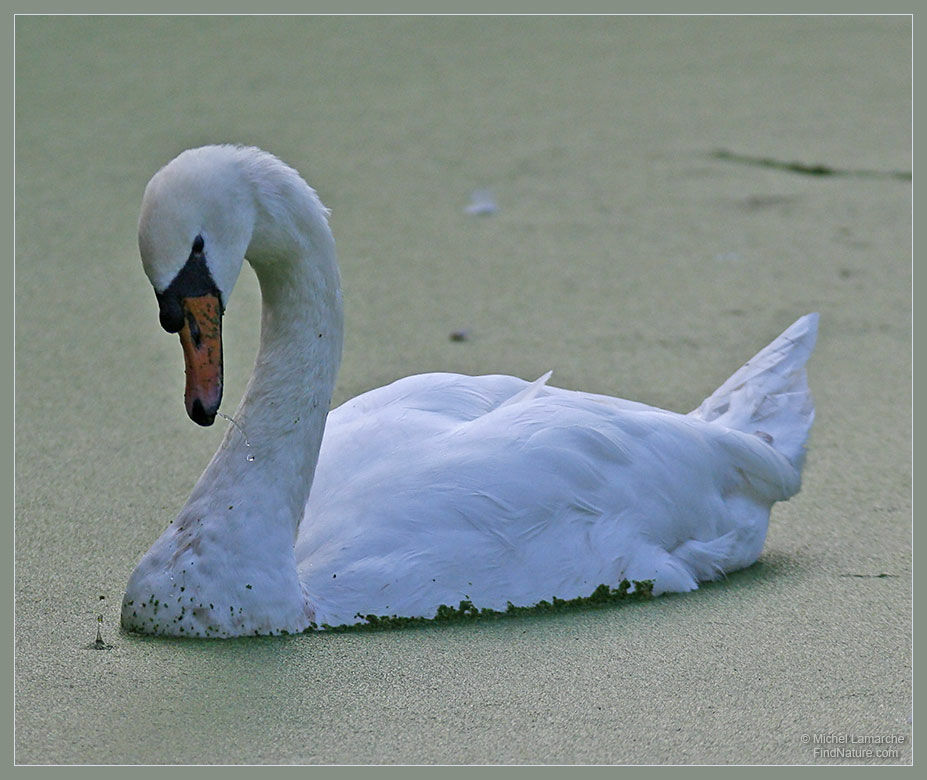 Cygne tuberculé