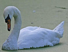 Cygne tuberculé