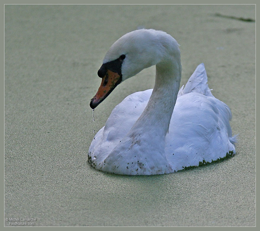 Mute Swan