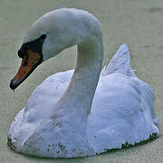 Cygne tuberculé