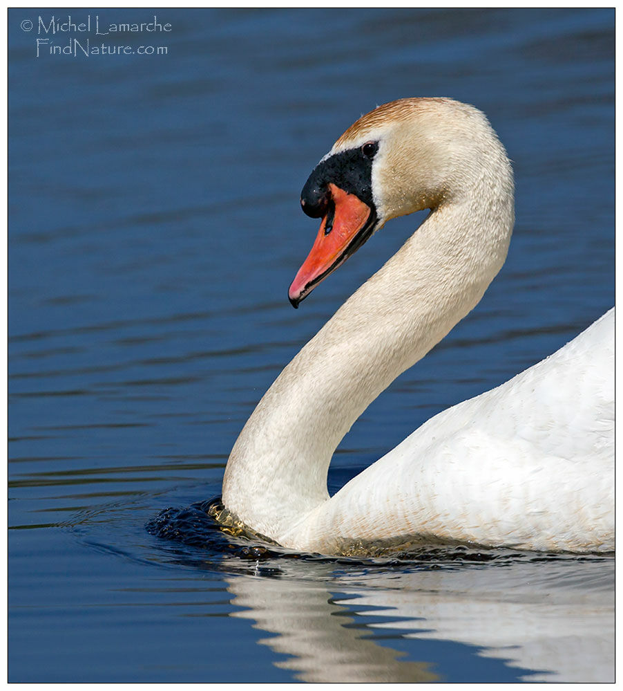 Cygne tuberculé