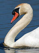 Mute Swan