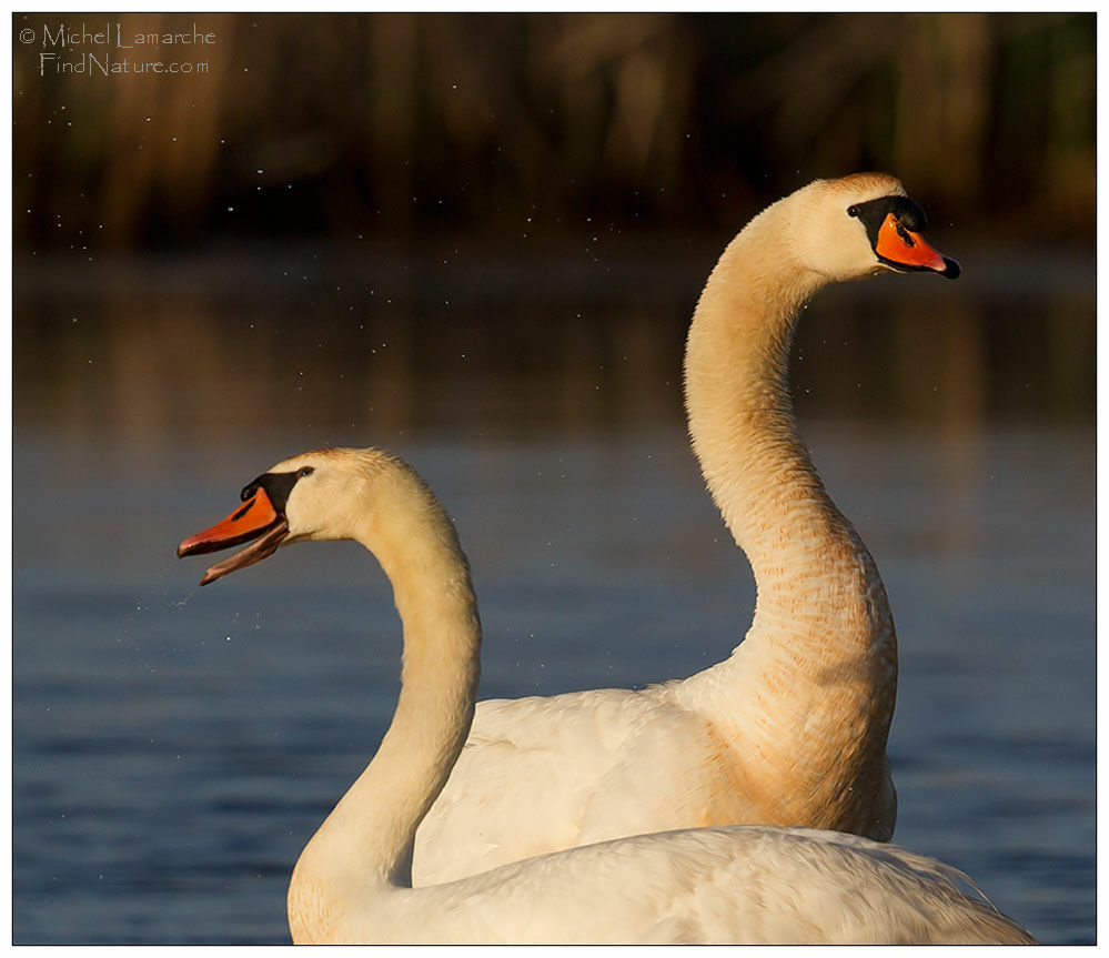 Mute Swan