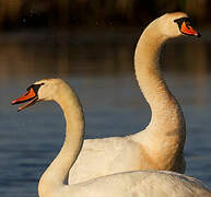 Cygne tuberculé