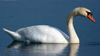 Cygne tuberculé