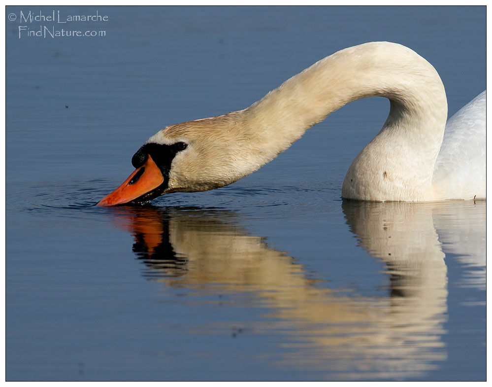 Cygne tuberculé