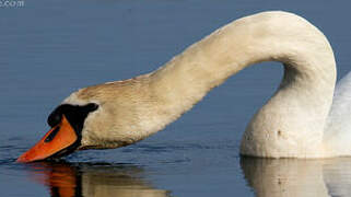 Mute Swan