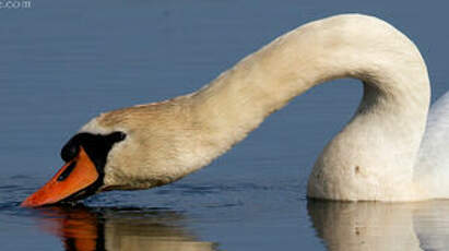 Cygne tuberculé