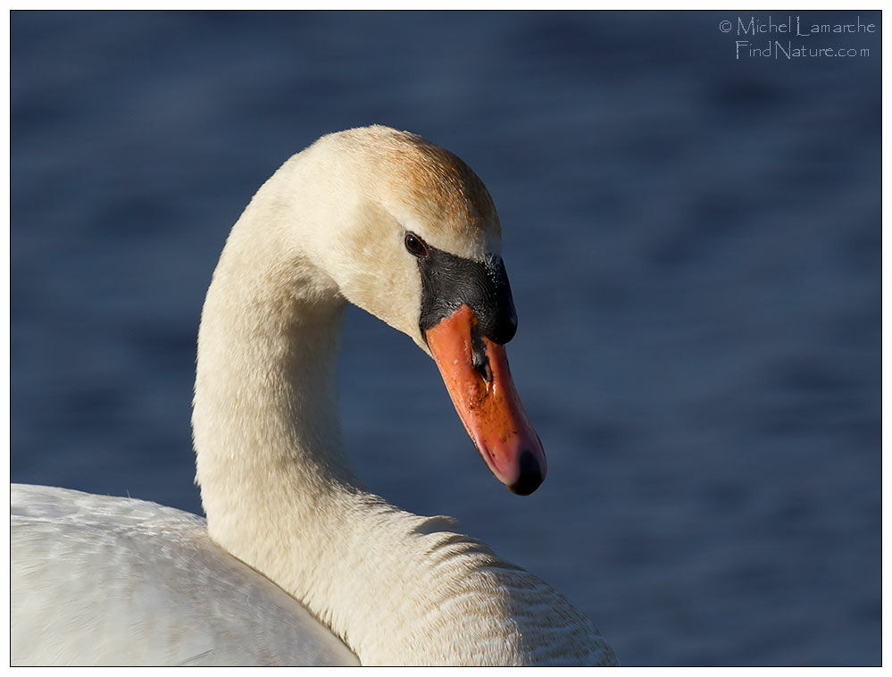 Mute Swan