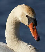 Mute Swan