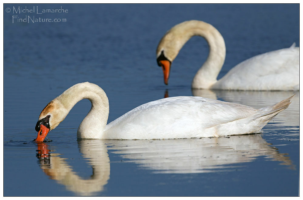 Mute Swan 