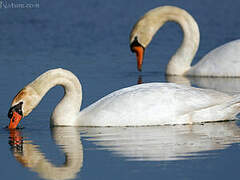 Cygne tuberculé