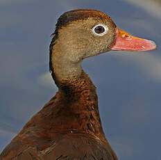 Dendrocygne à ventre noir