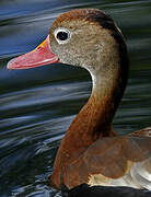 Dendrocygne à ventre noir