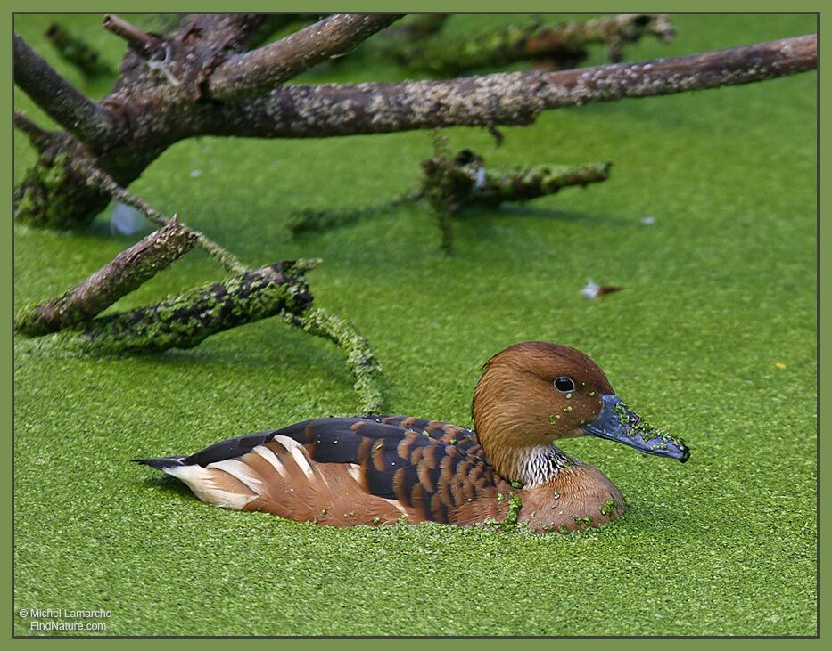 Fulvous Whistling Duck