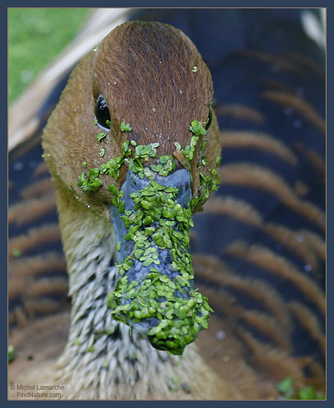 Fulvous Whistling Duck