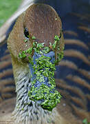 Fulvous Whistling Duck