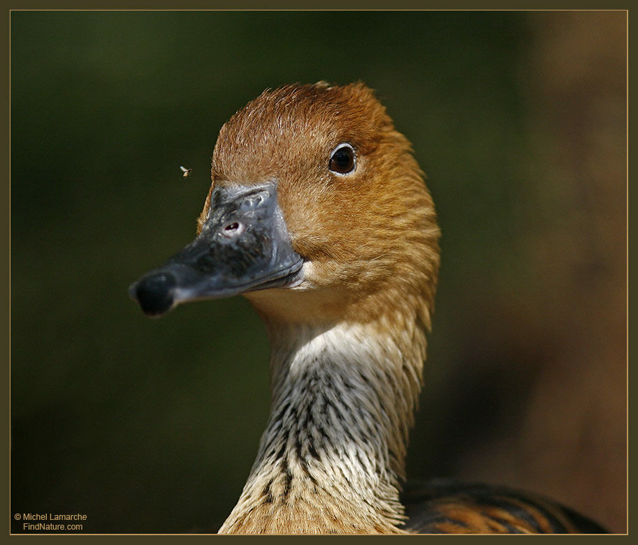 Dendrocygne fauve