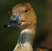 Fulvous Whistling Duck