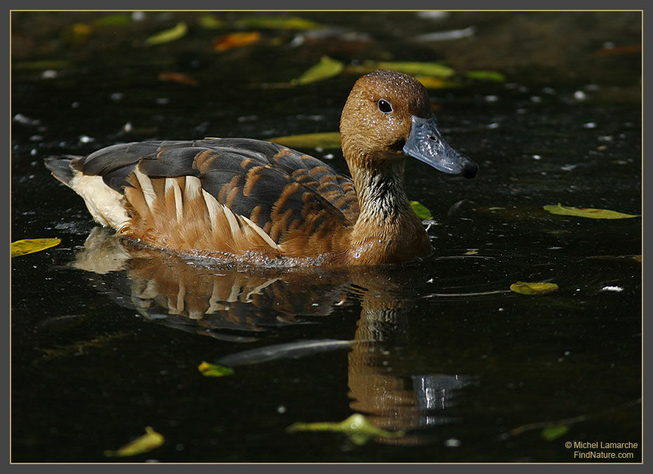 Fulvous Whistling Duck