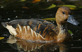 Fulvous Whistling Duck