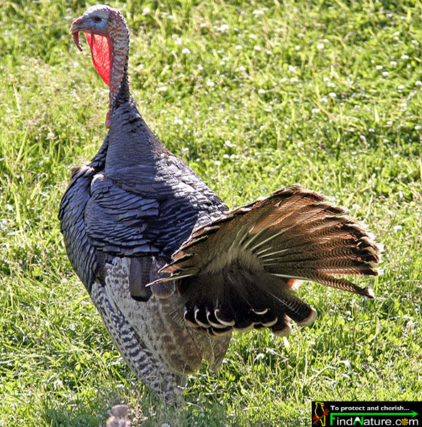 Wild Turkey