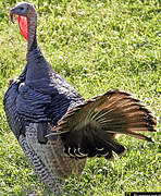 Wild Turkey