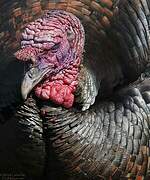 Wild Turkey