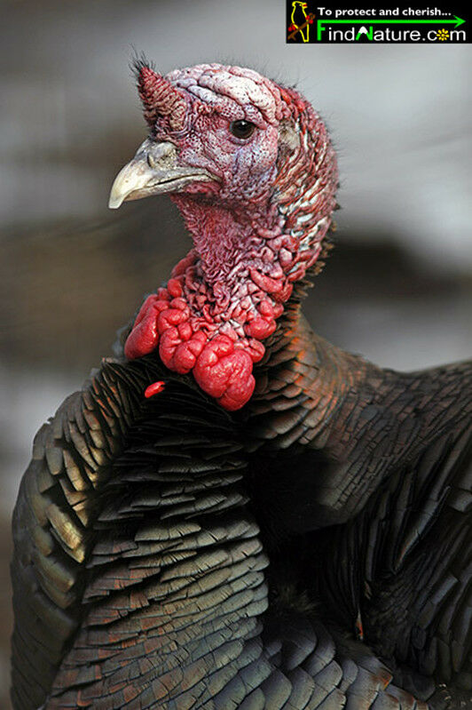 Wild Turkey male adult