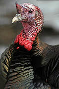 Wild Turkey