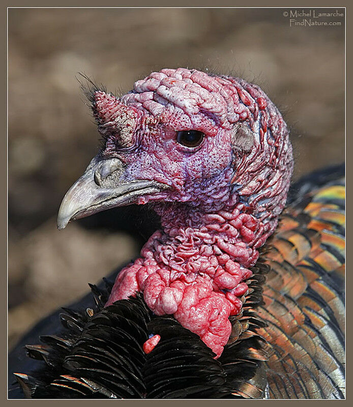 Wild Turkey