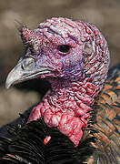 Wild Turkey