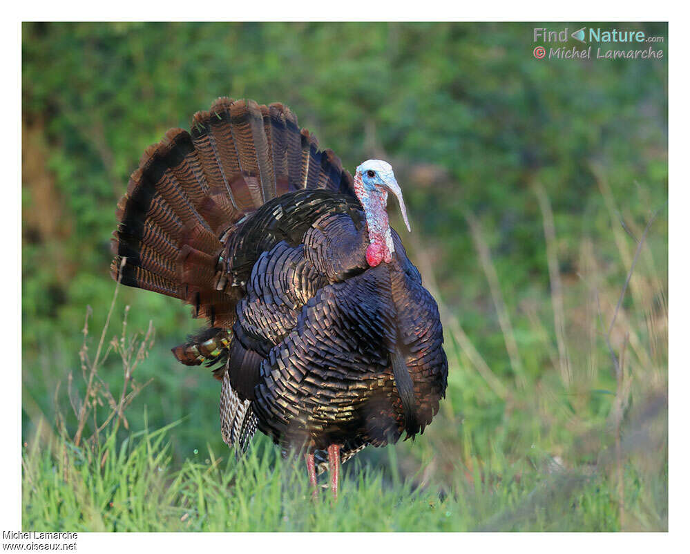 Wild Turkey male adult breeding, courting display