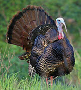 Wild Turkey