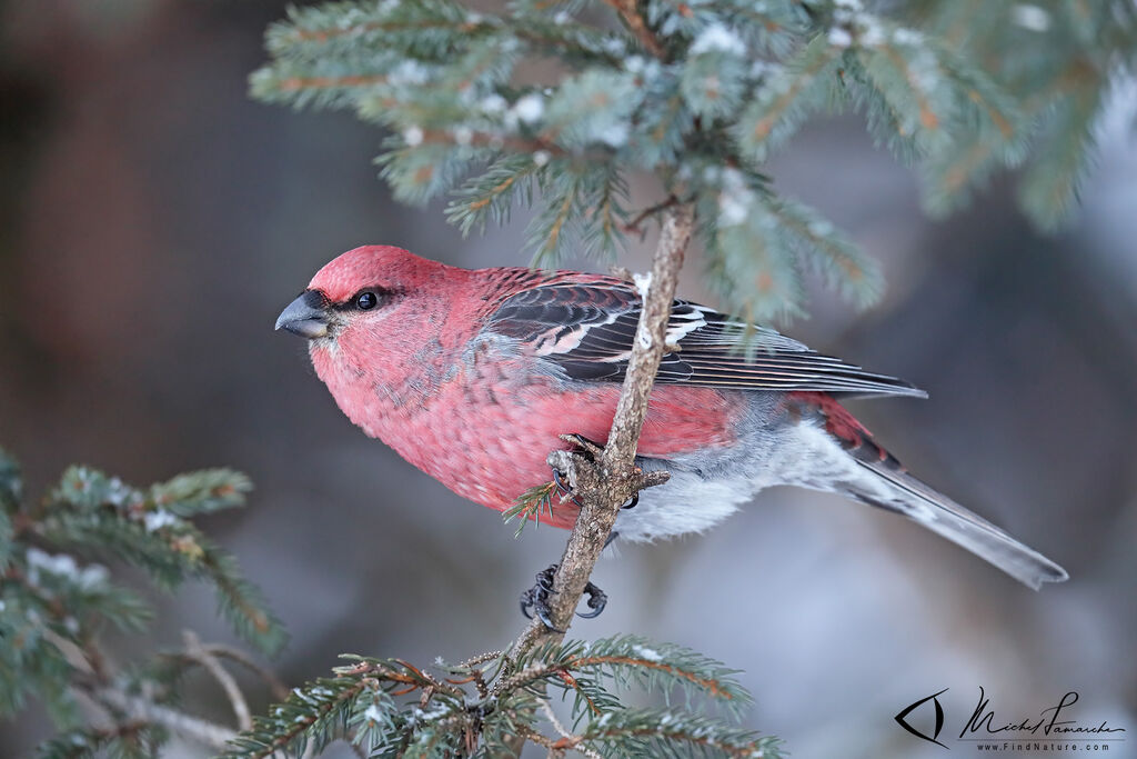 Pine Grosbeak male adult