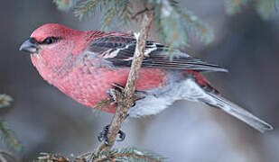 Pine Grosbeak